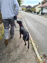 HAGELSLAG, Hund, Mischlingshund in Leutkirch - Bild 44