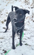 HAGELSLAG, Hund, Mischlingshund in Leutkirch - Bild 53