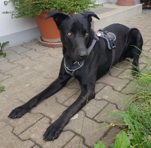HAGELSLAG, Hund, Mischlingshund in Leutkirch - Bild 6