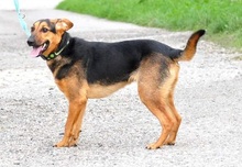 LINNET, Hund, Mischlingshund in Slowakische Republik - Bild 11
