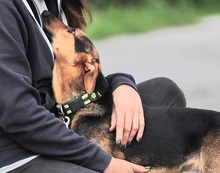 LINNET, Hund, Mischlingshund in Slowakische Republik - Bild 15