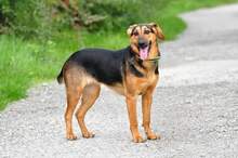 LINNET, Hund, Mischlingshund in Slowakische Republik - Bild 3