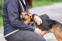LINNET, Hund, Mischlingshund in Slowakische Republik - Bild 4