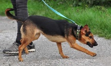 LINNET, Hund, Mischlingshund in Slowakische Republik - Bild 7