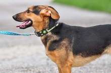 LINNET, Hund, Mischlingshund in Slowakische Republik - Bild 8
