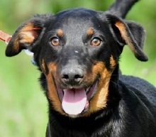 NUBI, Hund, Mischlingshund in Slowakische Republik - Bild 1