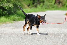 NUBI, Hund, Mischlingshund in Slowakische Republik - Bild 10