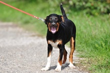 NUBI, Hund, Mischlingshund in Slowakische Republik - Bild 11