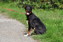 NUBI, Hund, Mischlingshund in Slowakische Republik - Bild 13