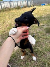 NUBI, Hund, Mischlingshund in Slowakische Republik - Bild 17