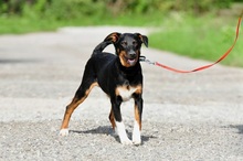 NUBI, Hund, Mischlingshund in Slowakische Republik - Bild 3