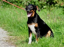 NUBI, Hund, Mischlingshund in Slowakische Republik - Bild 6