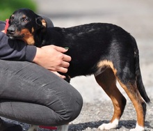NUBI, Hund, Mischlingshund in Slowakische Republik - Bild 7