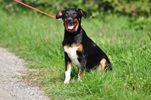 NUBI, Hund, Mischlingshund in Slowakische Republik - Bild 8