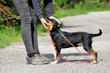 NUBI, Hund, Mischlingshund in Slowakische Republik - Bild 9