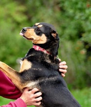 AIRA, Hund, Mischlingshund in Slowakische Republik - Bild 10