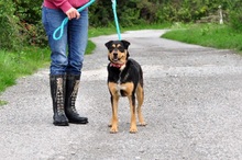 AIRA, Hund, Mischlingshund in Slowakische Republik - Bild 11