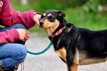 AIRA, Hund, Mischlingshund in Slowakische Republik - Bild 12