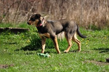 AIRA, Hund, Mischlingshund in Slowakische Republik - Bild 14