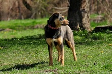 AIRA, Hund, Mischlingshund in Slowakische Republik - Bild 15