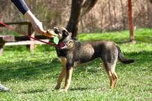 AIRA, Hund, Mischlingshund in Slowakische Republik - Bild 16