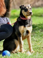AIRA, Hund, Mischlingshund in Slowakische Republik - Bild 17