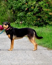 AIRA, Hund, Mischlingshund in Slowakische Republik - Bild 3