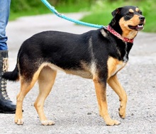 AIRA, Hund, Mischlingshund in Slowakische Republik - Bild 5