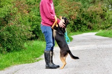 AIRA, Hund, Mischlingshund in Slowakische Republik - Bild 6