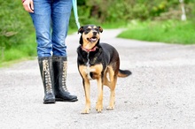 AIRA, Hund, Mischlingshund in Slowakische Republik - Bild 7