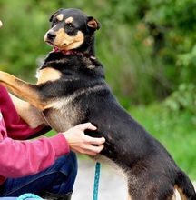 AIRA, Hund, Mischlingshund in Slowakische Republik - Bild 8