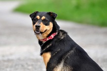 AIRA, Hund, Mischlingshund in Slowakische Republik - Bild 9