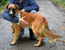 JANTAR, Hund, Mischlingshund in Slowakische Republik - Bild 4