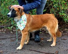 JANTAR, Hund, Mischlingshund in Slowakische Republik - Bild 8