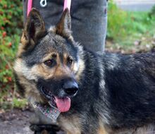 CALIA, Hund, Mischlingshund in Slowakische Republik - Bild 3