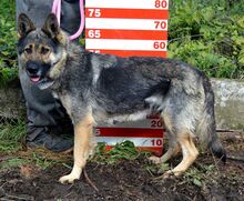 CALIA, Hund, Mischlingshund in Slowakische Republik - Bild 9