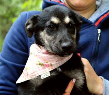 FILKA, Hund, Mischlingshund in Slowakische Republik - Bild 4