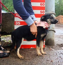 FILKA, Hund, Mischlingshund in Slowakische Republik - Bild 6