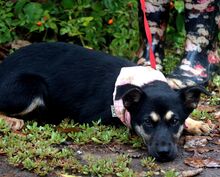 FILKA, Hund, Mischlingshund in Slowakische Republik - Bild 7