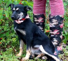 FILKA, Hund, Mischlingshund in Slowakische Republik - Bild 8