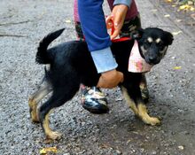 FILKA, Hund, Mischlingshund in Slowakische Republik - Bild 9