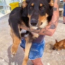 SUDOKU, Hund, Border Collie-Mix in Spanien - Bild 1