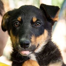 SUDOKU, Hund, Border Collie-Mix in Spanien - Bild 5