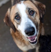 SOOKIE, Hund, Mischlingshund in Rumänien - Bild 1