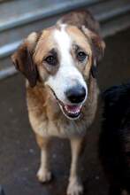 SOOKIE, Hund, Mischlingshund in Rumänien - Bild 2