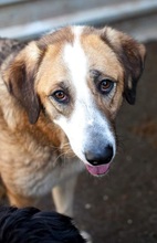 SOOKIE, Hund, Mischlingshund in Rumänien - Bild 3