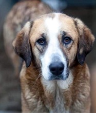SOOKIE, Hund, Mischlingshund in Rumänien - Bild 4
