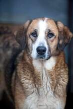 SOOKIE, Hund, Mischlingshund in Rumänien - Bild 5