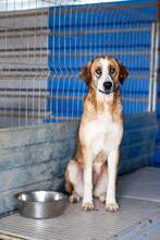 SOOKIE, Hund, Mischlingshund in Rumänien - Bild 6