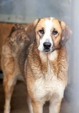 SOOKIE, Hund, Mischlingshund in Rumänien - Bild 7
